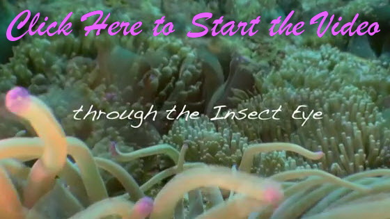Inset Eye Video